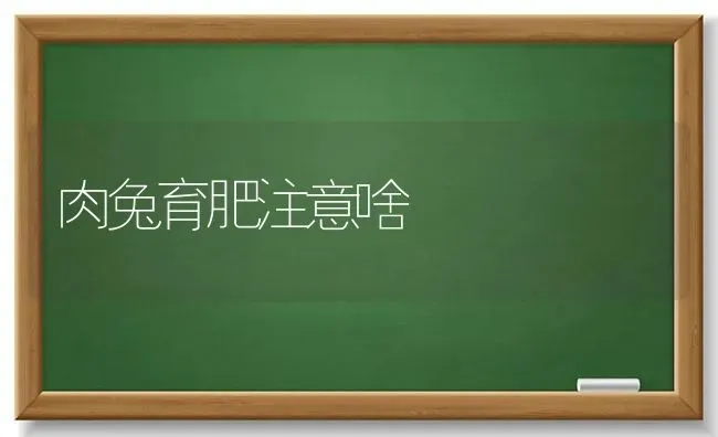 肉兔育肥注意啥 | 家畜养殖
