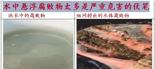 品种没变，环境已大变样！旧的养殖习惯，是否需要与时俱进？