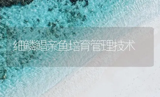 细鳞鲳亲鱼培育管理技术 | 海水养殖