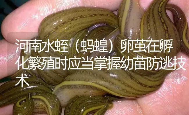 河南水蛭（蚂蝗）卵茧在孵化繁殖时应当掌握幼苗防逃技术 | 特种养殖