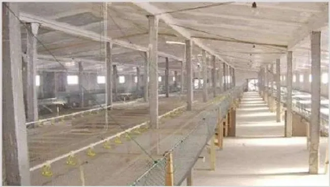 蛋鸡鸡舍建造怎么做？注意事项 | 动物养殖资料