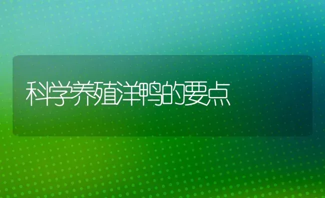 科学养殖洋鸭的要点 | 家禽养殖