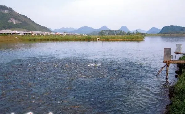 广东英德养殖大规格草鱼增效益