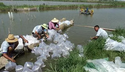 南美白对虾养殖池塘的碳氮调控技术