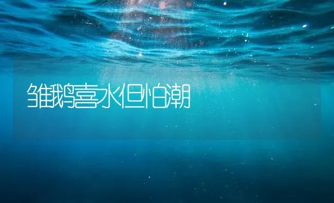 雏鹅喜水但怕潮 | 家禽养殖