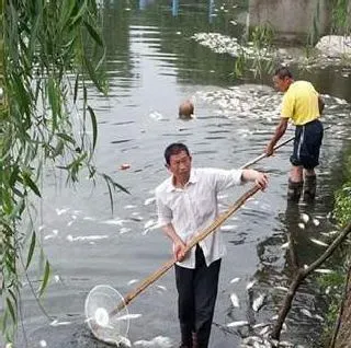 大口鲶加州鲈黑鱼烂身病防治方法介绍