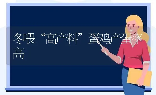 冬喂“高产料”蛋鸡产蛋率高 | 家禽养殖