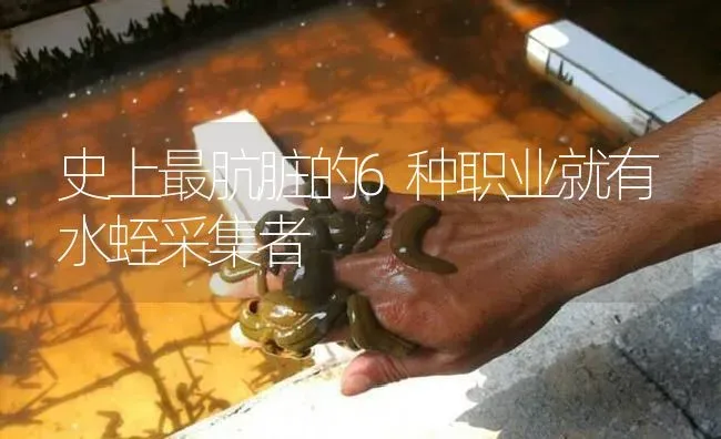 史上最肮脏的6种职业就有水蛭采集者 | 特种养殖