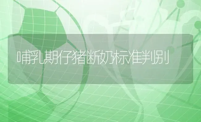 哺乳期仔猪断奶标准判别 | 家畜养殖