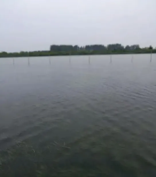 养殖户一定要警惕梅雨过后河蟹发病
