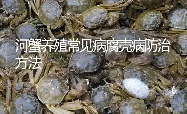 河蟹养殖常见病腐壳病防治方法 | 淡水养殖