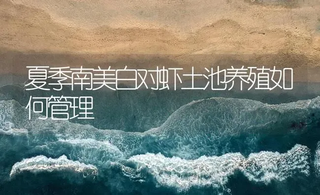 夏季南美白对虾土池养殖如何管理 | 海水养殖