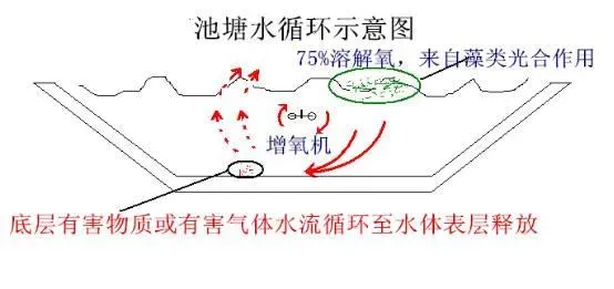 对虾养殖户都知道养虾先养水，那到底如何养水呢