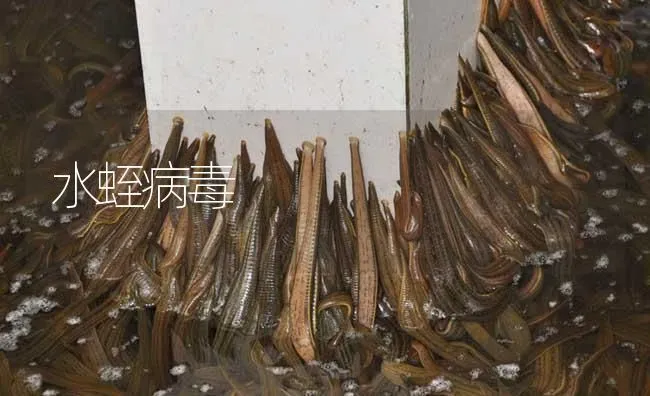 水蛭病毒 | 特种养殖