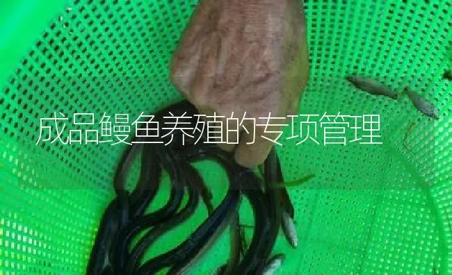 成品鳗鱼养殖的专项管理 | 淡水养殖