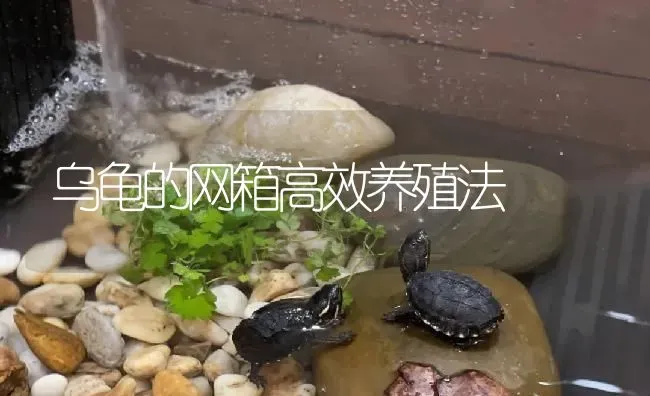 乌龟的网箱高效养殖法 | 淡水养殖