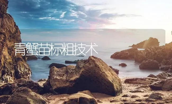 青蟹苗标粗技术 | 海水养殖