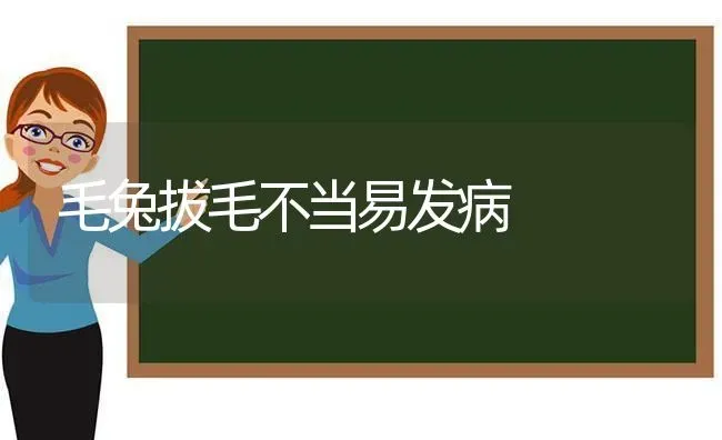 毛兔拔毛不当易发病 | 家畜养殖