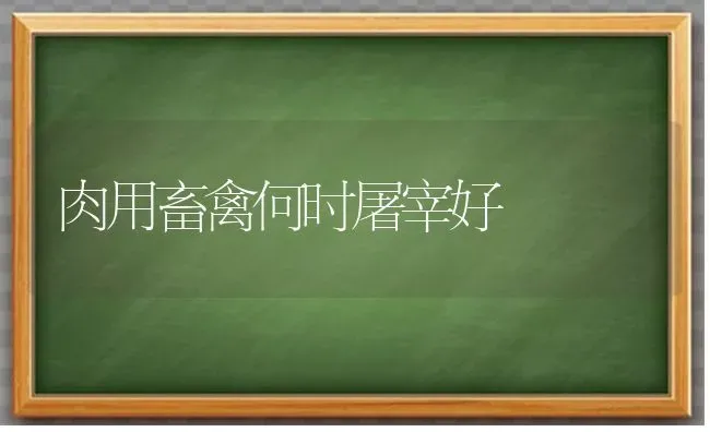 肉用畜禽何时屠宰好 | 家禽养殖