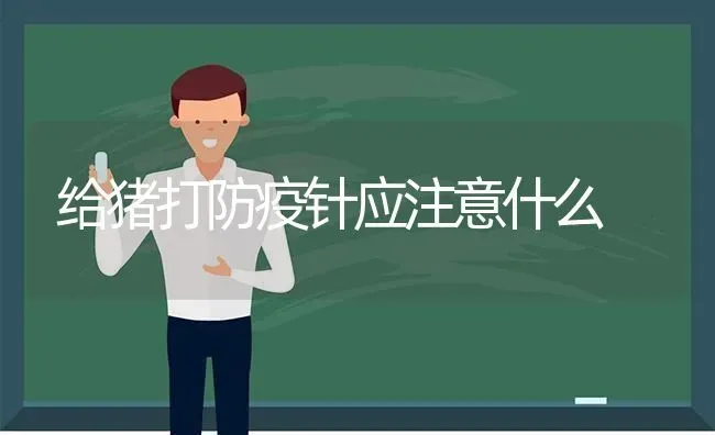 给猪打防疫针应注意什么 | 家畜养殖