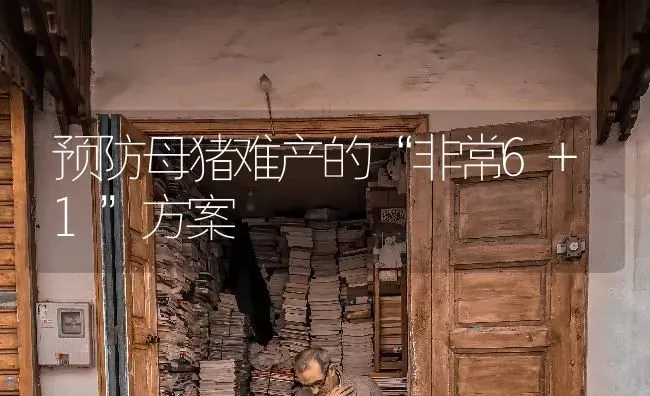预防母猪难产的“非常6+1”方案 | 家畜养殖