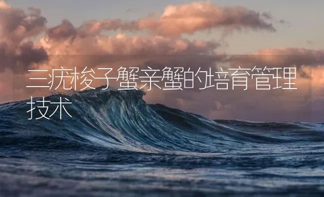 三疣梭子蟹亲蟹的培育管理技术 | 海水养殖