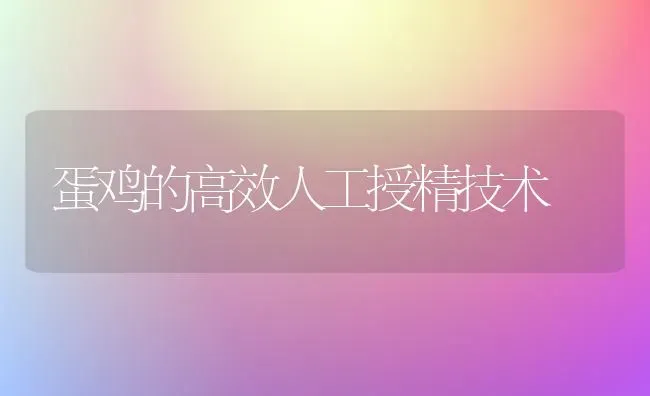 蛋鸡的高效人工授精技术 | 家禽养殖