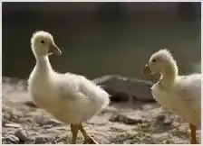 雏鹅喂养技术 | 动物养殖资料