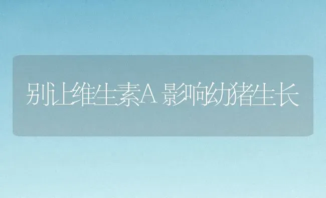 别让维生素A影响幼猪生长 | 家畜养殖