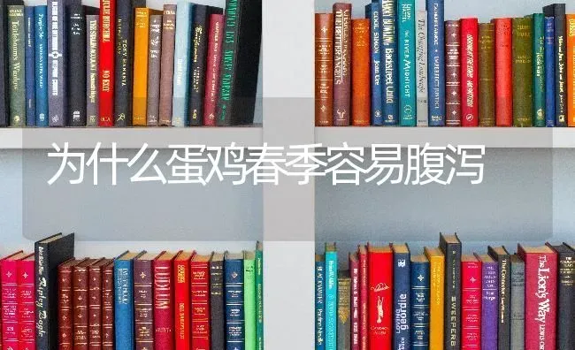 为什么蛋鸡春季容易腹泻 | 家禽养殖