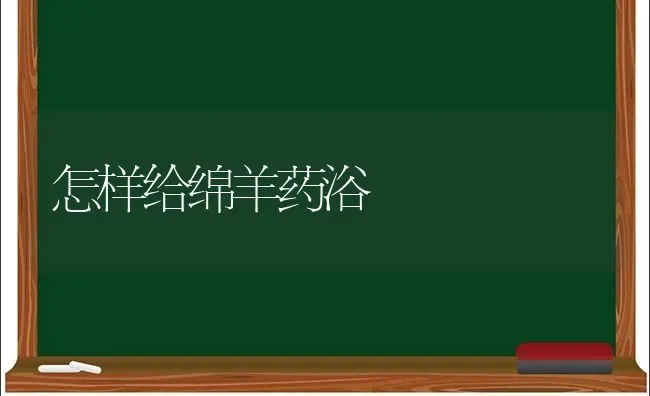 怎样给绵羊药浴 | 养殖病虫害防治