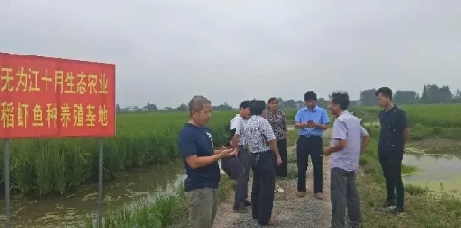 无为江十月小龙虾秋季苗种（稻田早苗）繁育