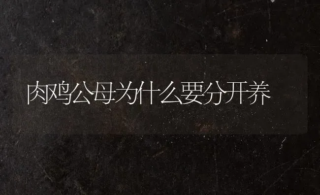 肉鸡公母为什么要分开养 | 家禽养殖