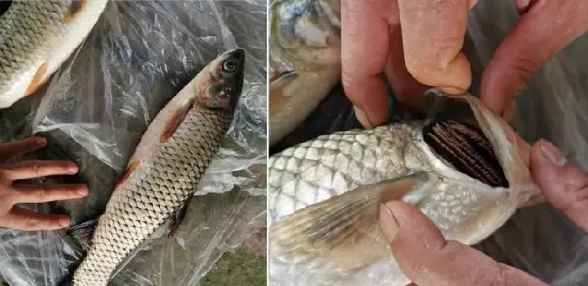 草鱼反复发病，病因是什么？