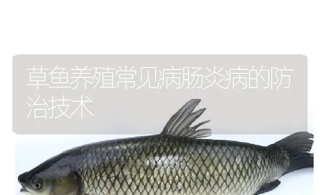 草鱼养殖常见病肠炎病的防治技术 | 淡水养殖