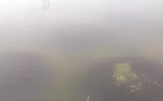 河蟹池塘水浑浅析