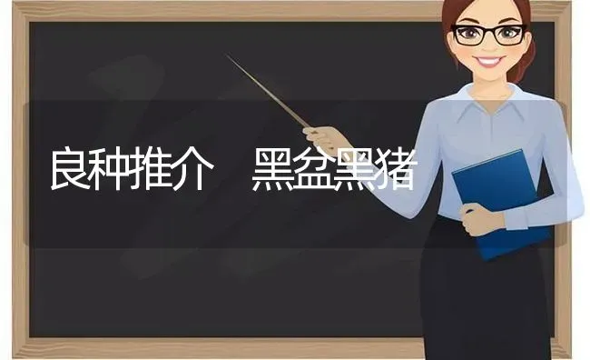 良种推介 黑盆黑猪 | 家畜养殖