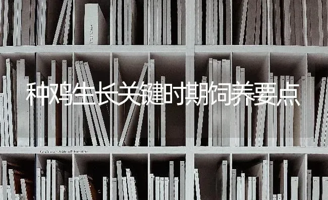 种鸡生长关键时期饲养要点 | 家禽养殖