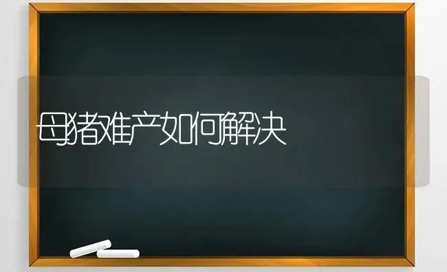 母猪难产如何解决 | 家畜养殖