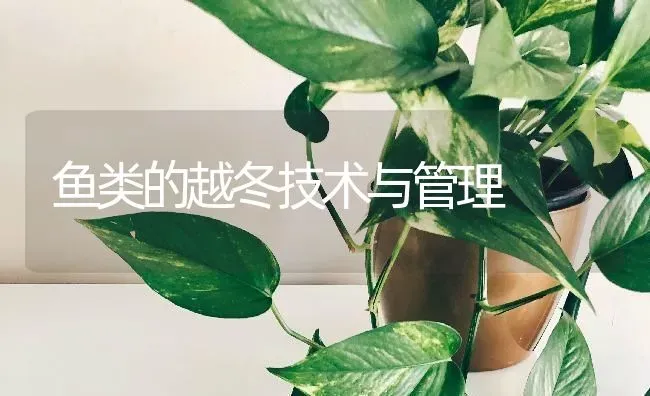 鱼类的越冬技术与管理 | 淡水养殖