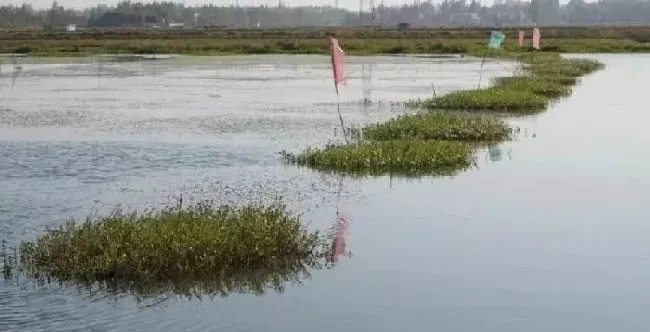 梅雨将至，梅雨季节将成为压垮小龙虾的最后一根稻草？
