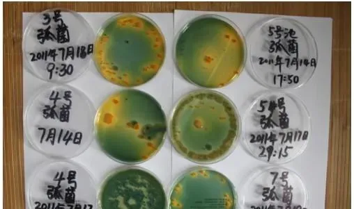 拜耳出品：南美白对虾前30天保苗技术要点
