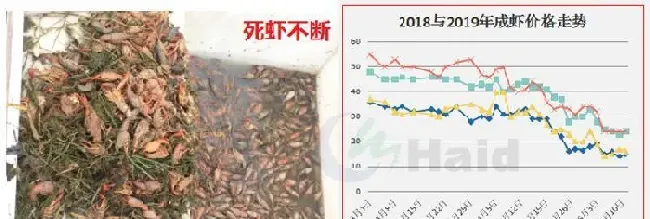 近期行情低迷，但小龙虾发病偷死不断，存塘虾卖还是不卖？