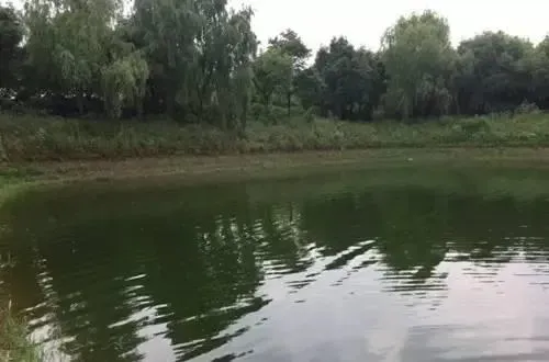 黄颡鱼水花放苗前PH过高的处理办法