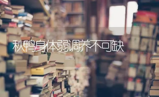 秋鸭身体弱调养不可缺 | 家禽养殖