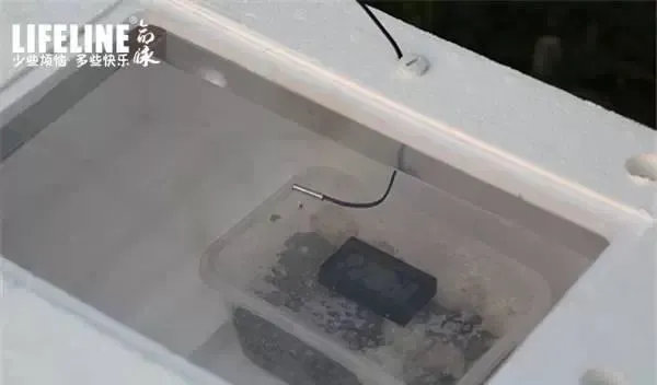 如何用LIFELINE孵化箱挑战高孵化要求的龟苗？
