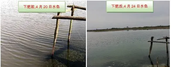 4-5月份龙虾河蟹塘长期水浑怎么办？