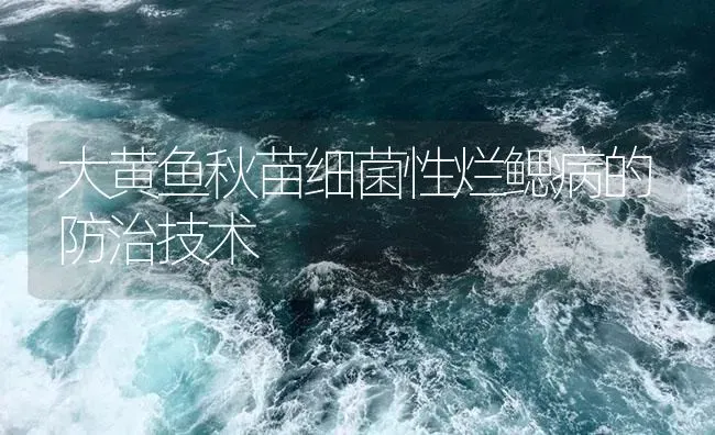 大黄鱼秋苗细菌性烂鳃病的防治技术 | 海水养殖