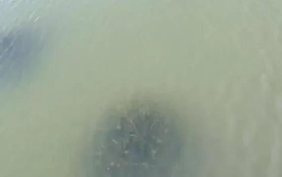 河蟹池塘水浑浅析