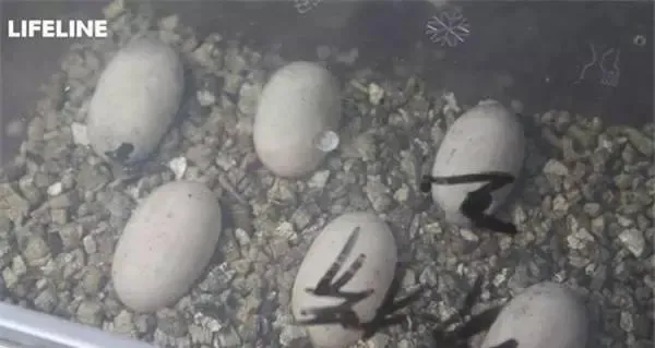 如何用LIFELINE孵化箱挑战高孵化要求的龟苗？